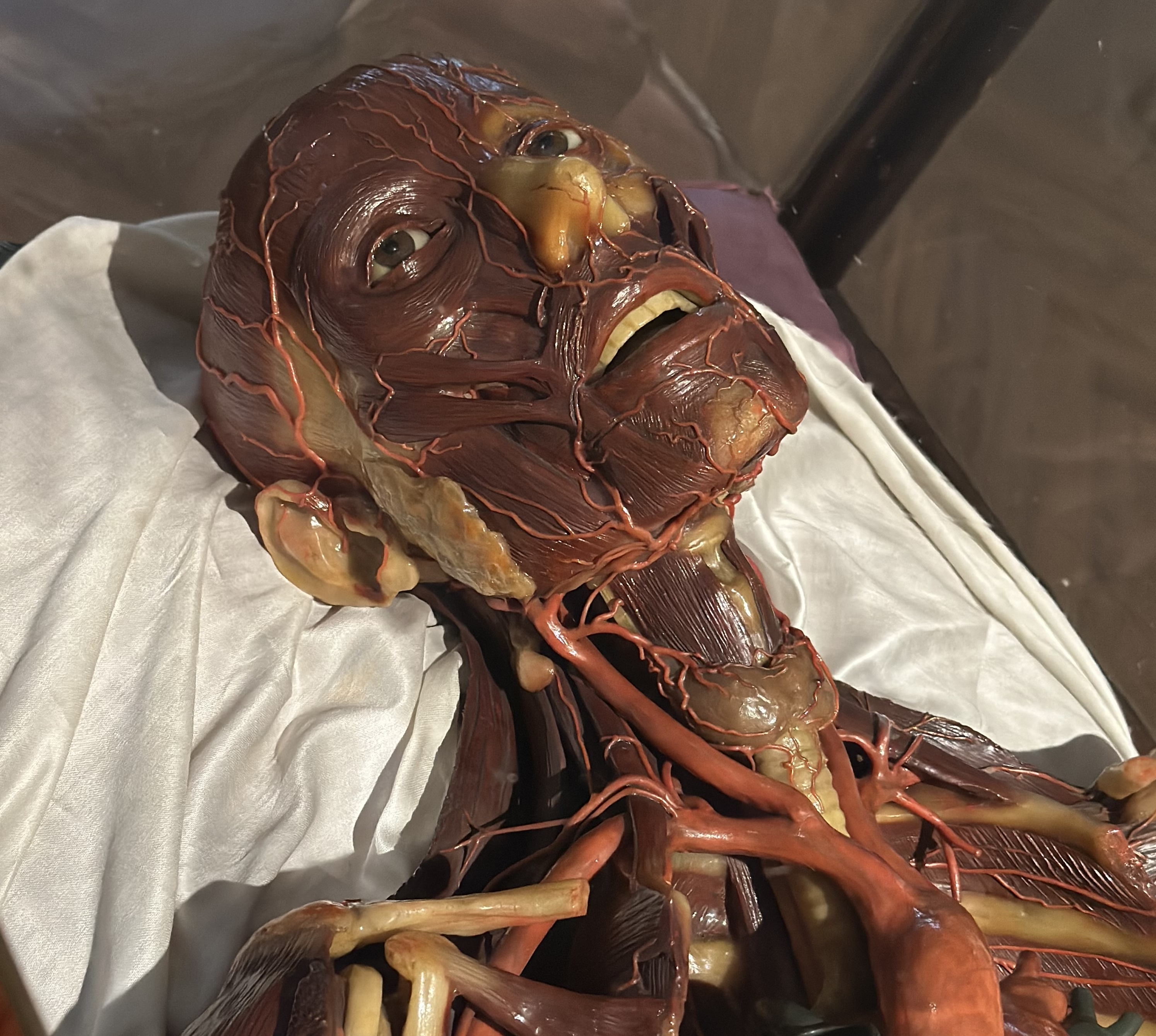 Wax male anatomical model. Josephinum, Medical History Museum Vienna. Photo: Maxim Gorshkov