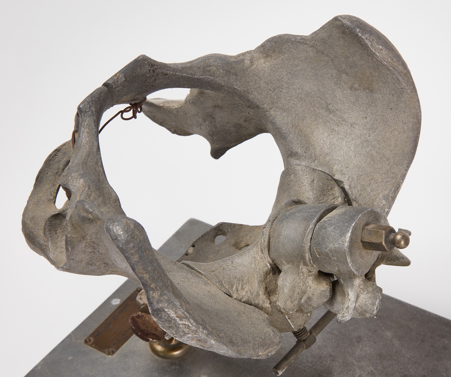 Stander Female Pelvis Phantom, USA, New York, ca 1920. Pelvic inlet