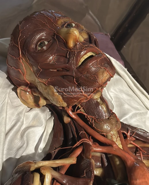 Wax male anatomical model. Josephinum, Medical History Museum Vienna. Photo: Maxim Gorshkov