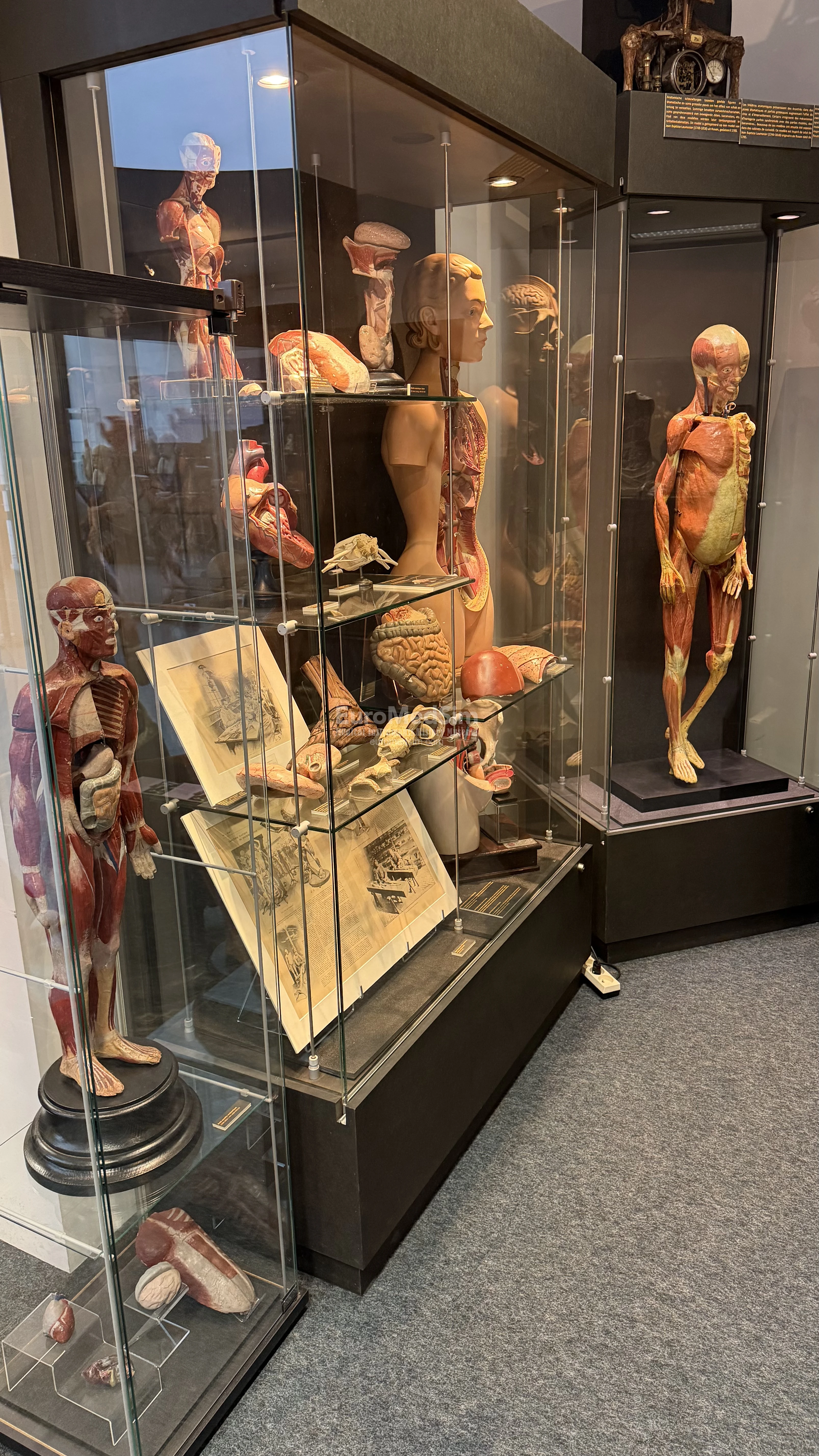 Collection of the anatomical models. The Museum of Medicine, Campus Erasme of the Free University of Brussels
