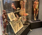Collection of the anatomical models. The Museum of Medicine, Campus Erasme of the Free University of Brussels