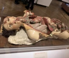 Female Was Anatomical Model, 1818. The work of Italian model-maker Francesco Calenzuoli. The Science Museum, London, UK. Photo: Maxim Gorshkov