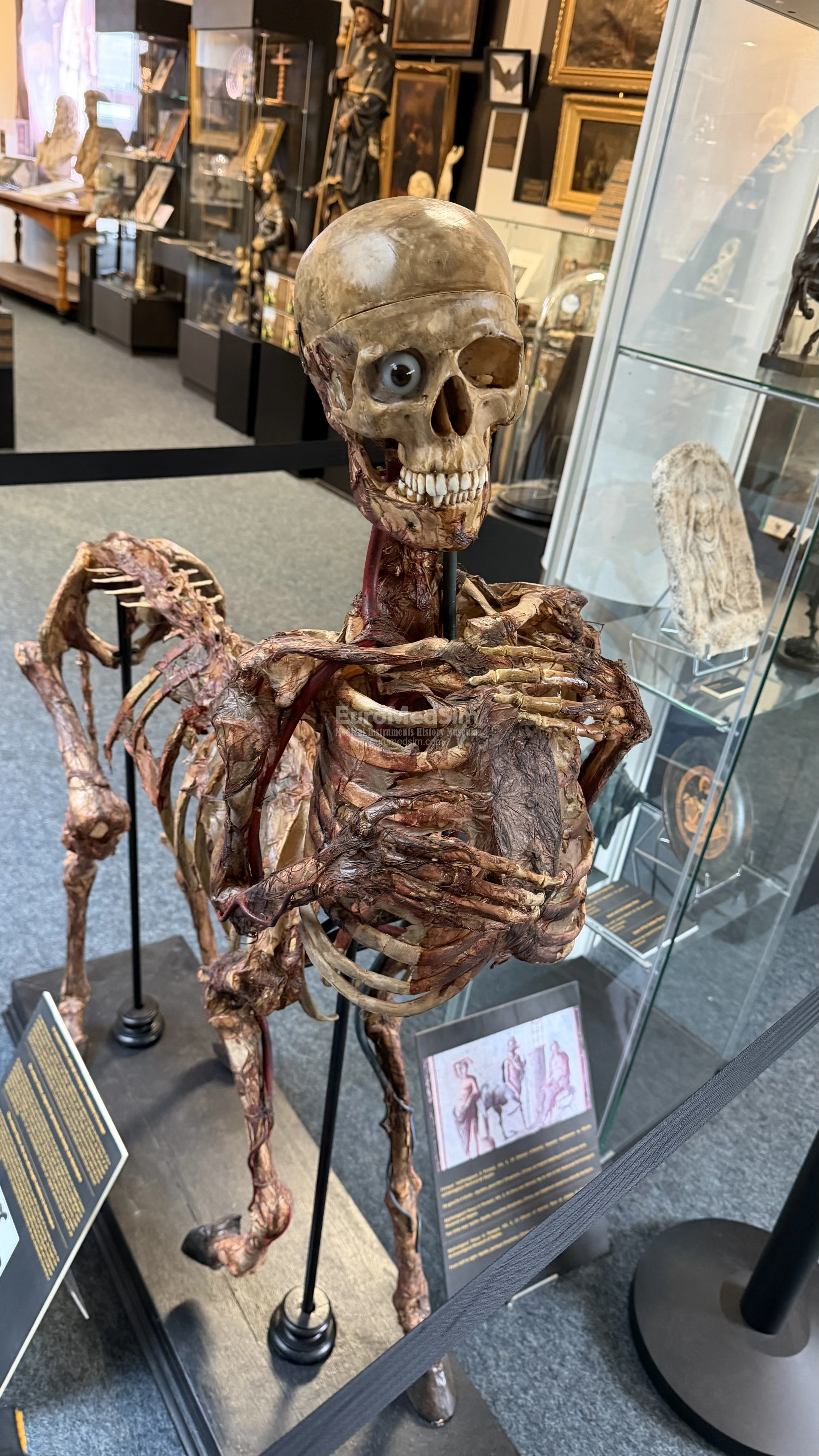A unique centaur skeleton — fabricated anatomical curiosity that combines human and horse skeletal elements to create a life-sized mythological centaur figure. The Museum of Medicine, Campus Erasme of the Free University of Brussels