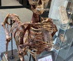 A unique centaur skeleton — fabricated anatomical curiosity that combines human and horse skeletal elements to create a life-sized mythological centaur figure. The Museum of Medicine, Campus Erasme of the Free University of Brussels