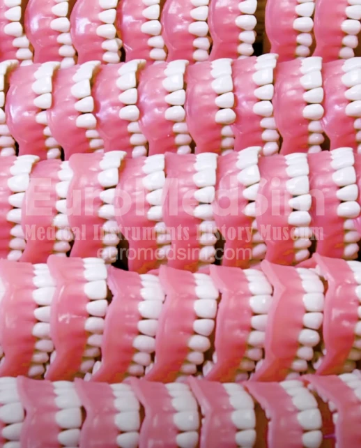 Columbia Dentoform Training Teeth