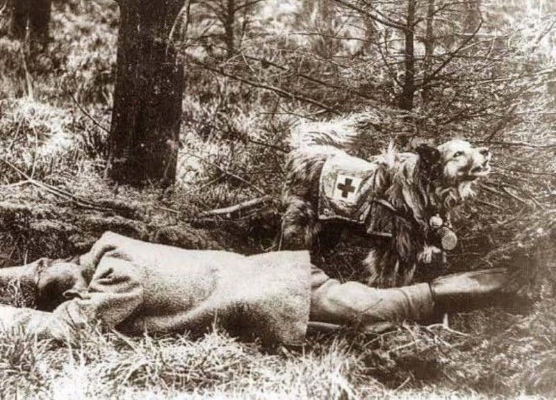 Medical combat dog, First World War